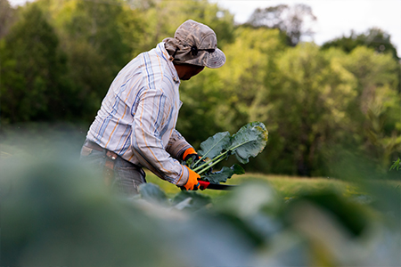 Consultations sur le nouveau programme de main-d'œuvre étrangère pour l'agriculture et la transformation du poisson