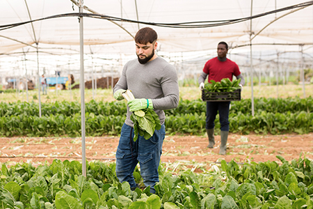 PTET – Prolongation et fin de la suspension temporaire des exigences minimales pour l’affichage dans l’agriculture primaire