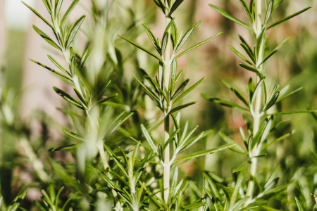 Extrait de romarin comme agent de conservation : Santé Canada propose son autorisation